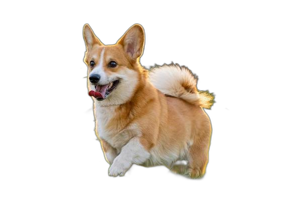 Background Removed Image